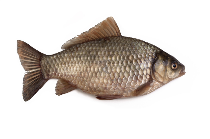 Information about fish considered for diet composition analysis and for