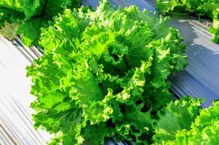 The Healthiest Lettuces and Salad Greens, Ranked Kale and Spinach