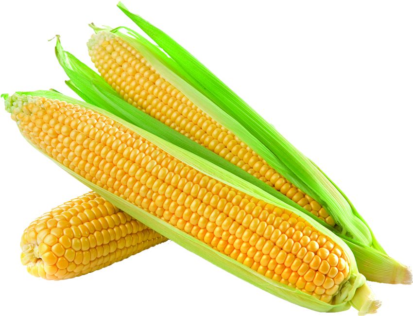 Harvesting the Health Benefits from Corn - Tufts Health & Nutrition Letter