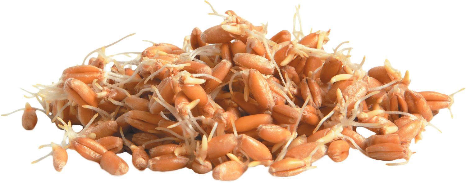 whole grains