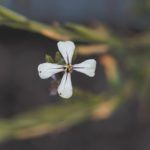 What’s So Special About Cruciferous Vegetables?