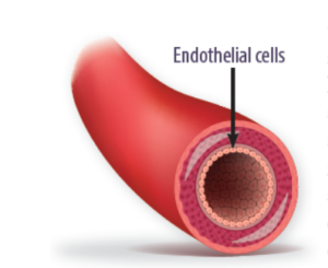 Mediterranean-Style Diet Keeps Blood Vessels Flexible - Tufts Health ...