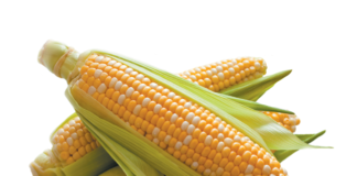 Corn