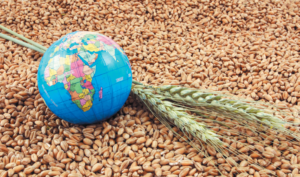 Grains Around the World 