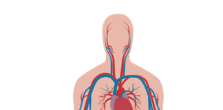Many of the terms we use when we talk about nutrition and health have to do with protecting the circulatory system.