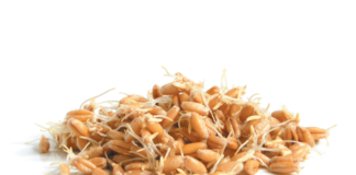 The jury is out as to whether bread made with grain that has been allowed to sprout is any better than regular whole grain bread for blood sugar control.