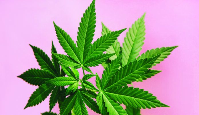 Marijuana leaves background
