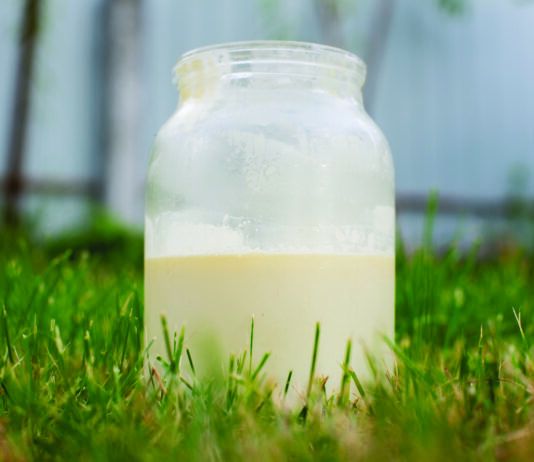 Raw vs. Pasteurized Milk