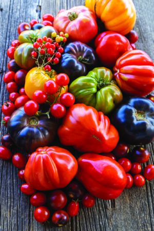 Tomato Time!