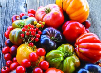 Tomato Time!