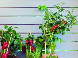 Container Gardening: Homegrown for Anyone