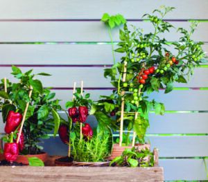 Container Gardening: Homegrown for Anyone