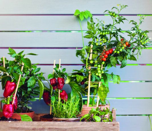 Container Gardening: Homegrown for Anyone