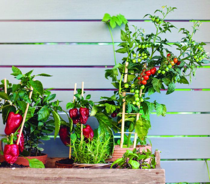 Gardening, plants in pots