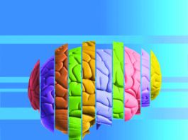 Everyday Habits for 
Brain Health